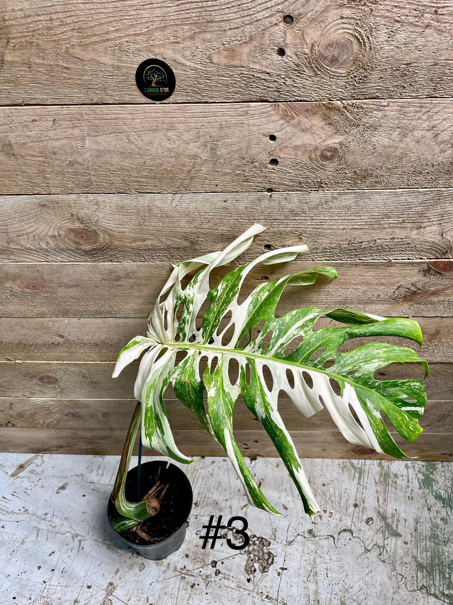 Monstera variegata big form BOUTURES