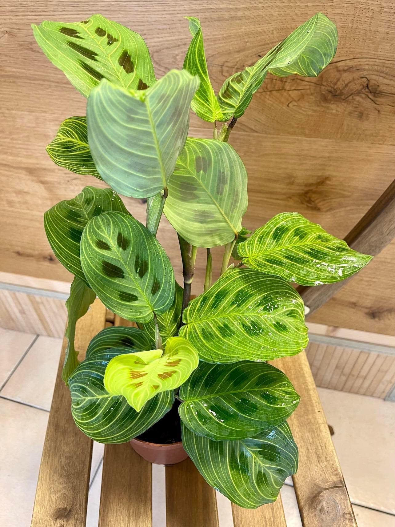 Maranta light veins