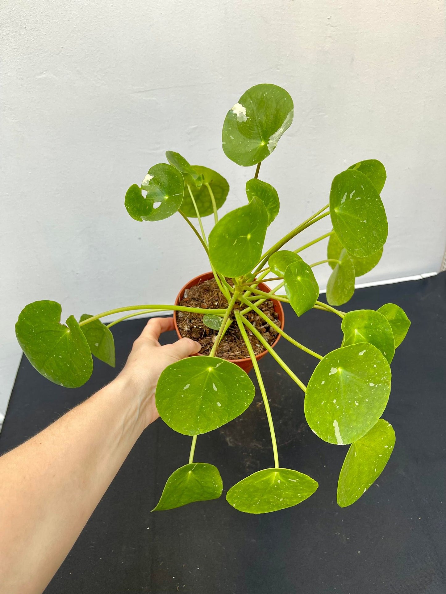 Pilea peperomioide splash