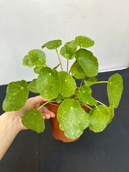 Pilea peperomioide sugar